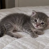 Котёнок (мальчик) (photo 1)
