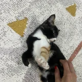 Котёнок в добрые руки (photo 3)