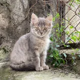 Котенок Френни в добрые руки (photo 2)