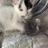 Соня - котенок ищет дом (photo 4)