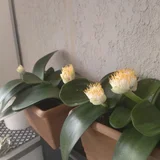 Домашние цветы (photo 1)