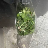 Отростки денежного дерева (photo 1)