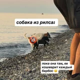 Собака в поисках дома (photo 1)