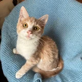 Котята Пряник и Печенька (photo 3)