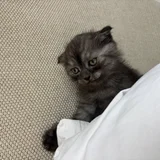Британский котик — Persian cat (photo 1)