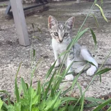 Котенок девочка 3-4 месяца — Egyptian cat (photo 5)