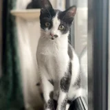 Котёнок Шуфутинский младший (Шуфа) — Egyptian cat, papillon (photo 3)