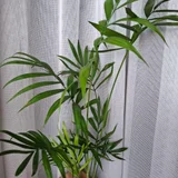 Хамедорея — pot (photo 4)