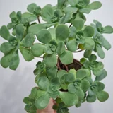 Монстера деликатесная — pot (photo 2)