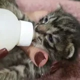 Котёнок Киси, девочка (photo 6)
