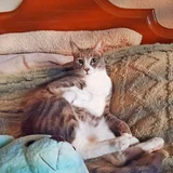 Кот Люси (photo 13)