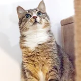 Кошка Валиди — tabby, tiger cat, Egyptian cat (photo 2)