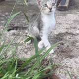 Котенок девочка 3-4 месяца — Egyptian cat, lynx (photo 4)