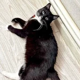 Кошка Юми — schipperke, skunk (photo 3)