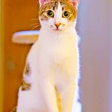 Кошка Орнелла — Egyptian cat, tiger cat (photo 2)