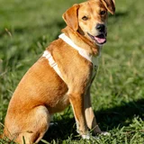 Щенок ищет дом — Rhodesian ridgeback, dingo, redbone (photo 5)