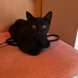 Кошечка Нация в добрые руки — Egyptian cat, hamper (photo 2)