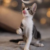 Девочка-котёнок Нота (photo 9)