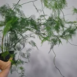 Аспарагус большой — lakeside, pot (photo 1)