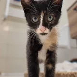 Котенок Гербера — Egyptian cat, tabby (photo 2)