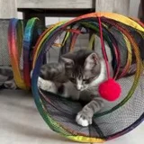 Кошка Жасмин в добрые руки — tabby, Siamese cat, tiger cat (photo 5)