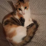 Котята в добрые руки — tabby, tiger cat, Egyptian cat (photo 5)