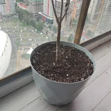 Оливковое дерево 160 см — pot (photo 3)