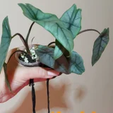 Клубни вариегатных алоказий (photo 9)