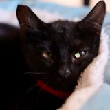 Кошка Бяка в добрые руки — Egyptian cat, Siamese cat (photo 3)