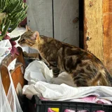 Котёнок Хлоя в добрые руки — tabby, tiger cat (photo 2)