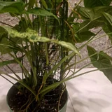 Церропегия Вуда вариегатная — pot (photo 3)
