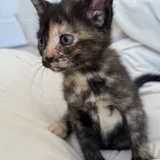 Котенок в добрые руки — tabby, Egyptian cat, tiger cat (photo 2)