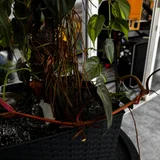 Комнатное растение Филодендрон scandens brasil — pot, pay-phone (photo 2)