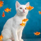 Котенок Мия в добрые руки — Egyptian cat, Siamese cat (photo 1)