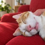 Котята Азатот и Йог-Сотот в добрые руки — guinea pig, Egyptian cat (photo 2)