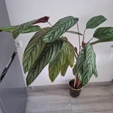 Монстера варьегатная Альба — pot (photo 2)