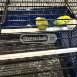 Попугаи 6 штук с галителями (пара и 4 птенца) — shopping cart, tennis ball, shopping basket (photo 1)