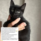 Котята Ник и Кай в добрые руки — Egyptian cat, Siamese cat (photo 3)