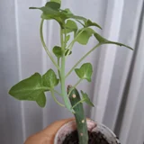 Горшок для цветов (photo 7)