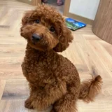 Щенок пуделя (миниатюрный / тои) — miniature poodle, toy poodle (photo 2)