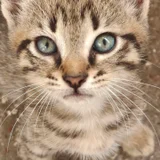 Котенок в добрые руки — tabby, Egyptian cat, tiger cat (photo 8)