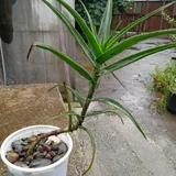 Алоэ полосатое в ведёрке — pot (photo 1)