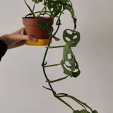 Монстера Манки — knot, vase, hook (photo 3)