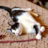 Кот Ирис в добрые руки (photo 6)