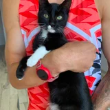 Кошечка, 6 месяцев — Siamese cat (photo 2)