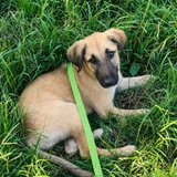 Щенок метис овчарки Арвен — German shepherd, malinois (photo 3)