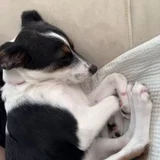 Собака Джуля в добрые руки — toy terrier (photo 4)