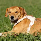 Щенок ищет дом — Rhodesian ridgeback, redbone, dingo (photo 4)