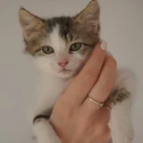 Котёнок Шмат в добрые руки (photo 3)