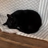 Кошечка Нация в добрые руки — schipperke (photo 1)